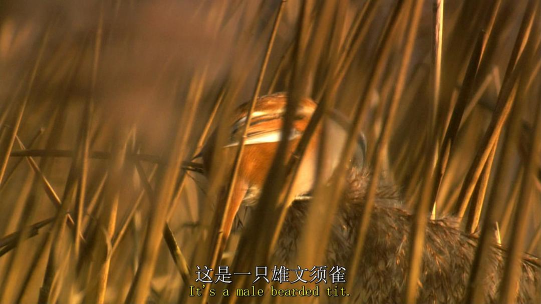 鸟类秘闻 Secret Life of Birds