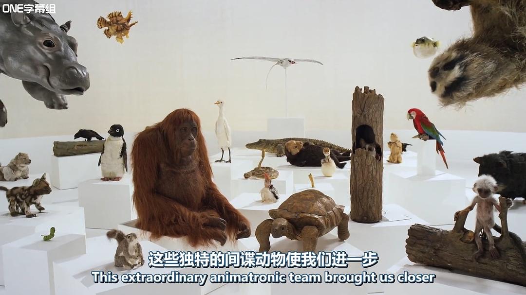 荒野间谍 第一季 Spy in the Wild Season 1