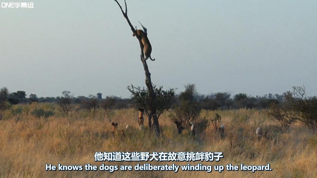 荒野间谍 第一季 Spy in the Wild Season 1