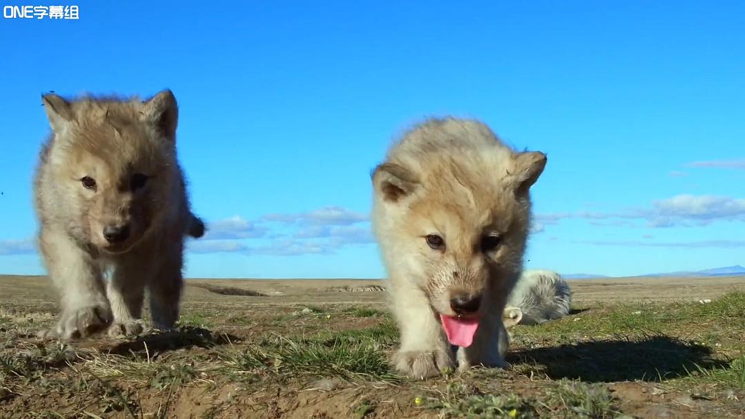 荒野间谍 第一季 Spy in the Wild Season 1