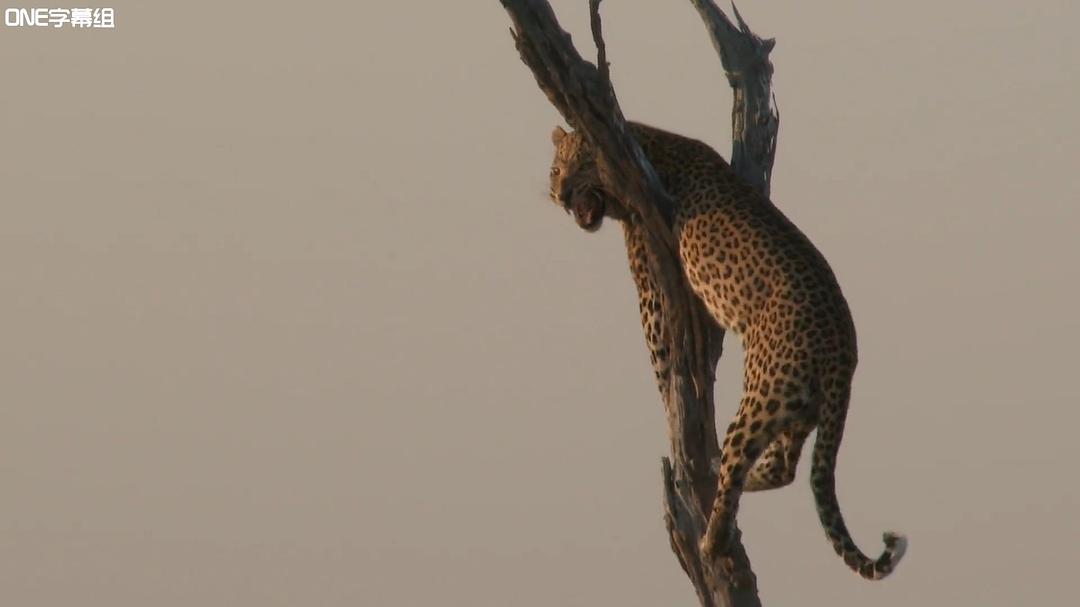 荒野间谍 第一季 Spy in the Wild Season 1