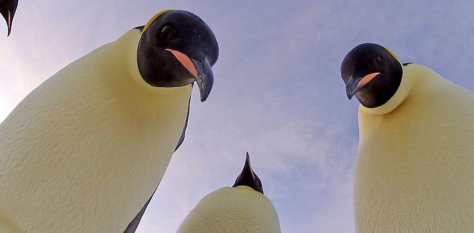 企鹅群里有特务 Penguins: Spy in the Huddle