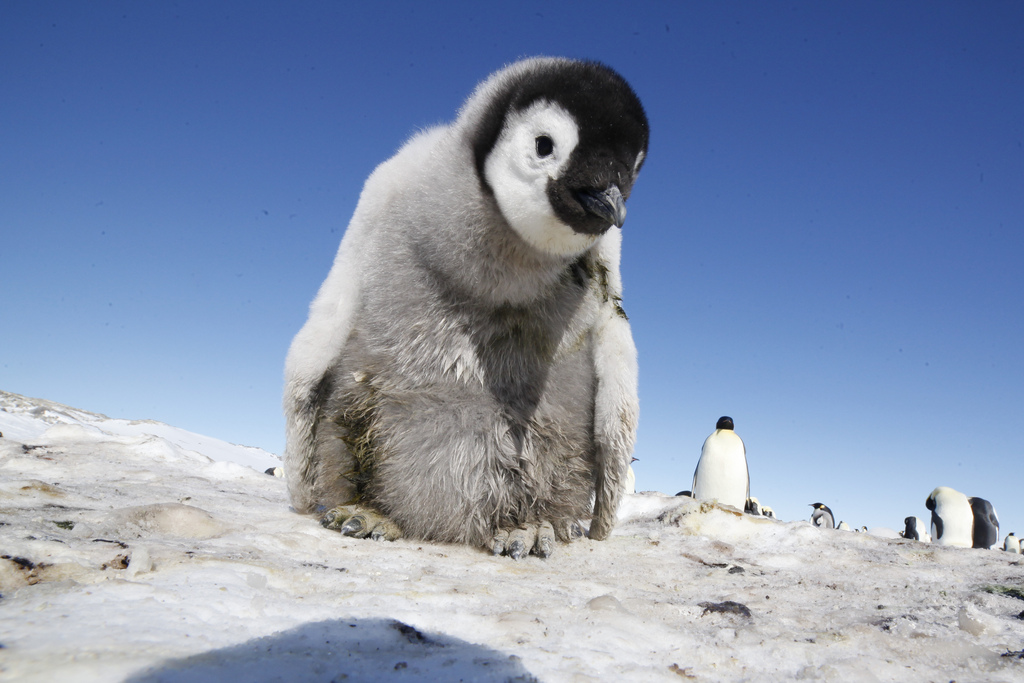 企鹅群里有特务 Penguins: Spy in the Huddle