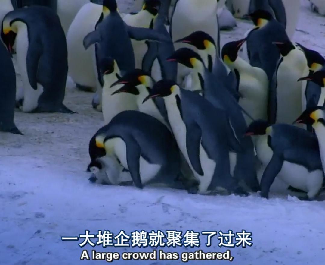 企鹅群里有特务 Penguins: Spy in the Huddle