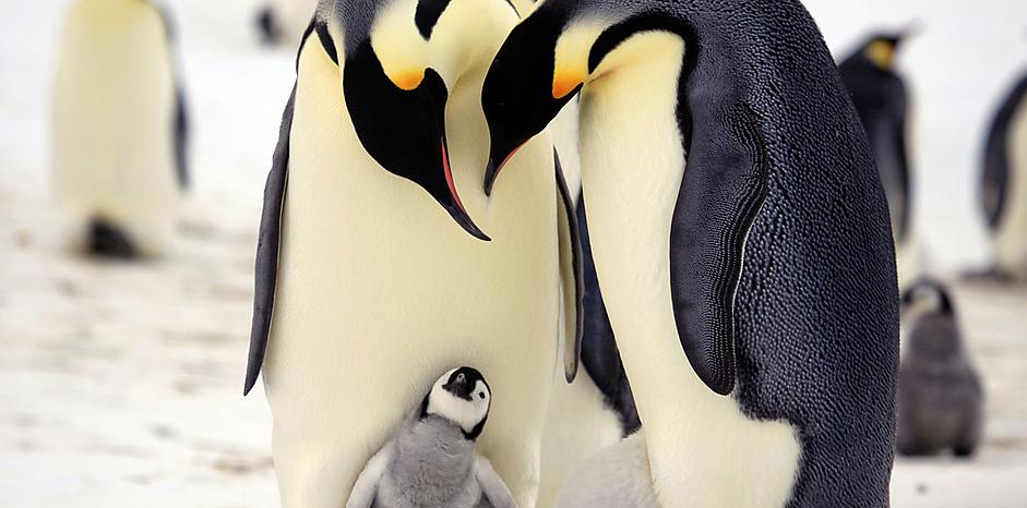 企鹅群里有特务 Penguins: Spy in the Huddle