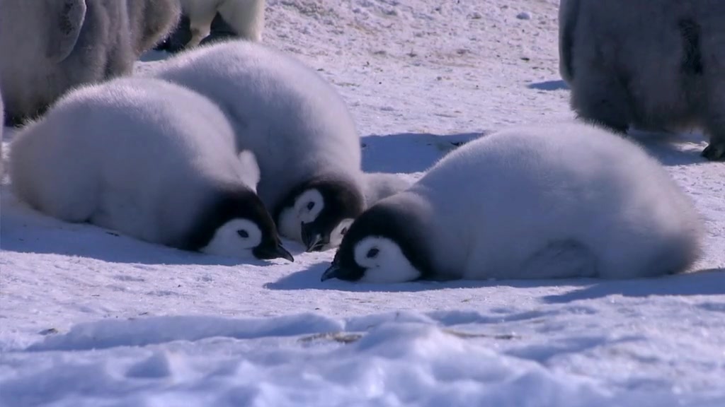 企鹅群里有特务 Penguins: Spy in the Huddle