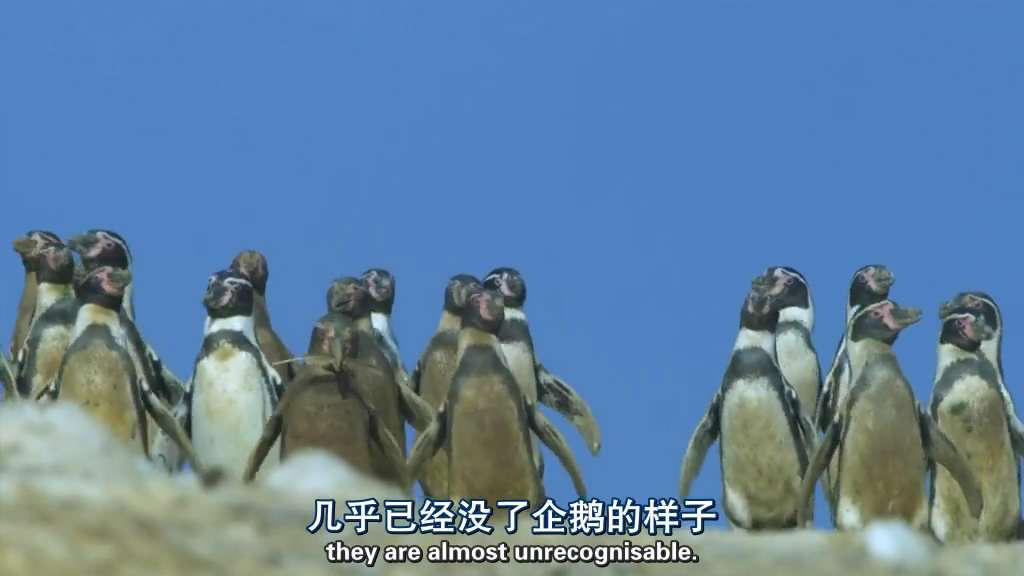 企鹅群里有特务 Penguins: Spy in the Huddle