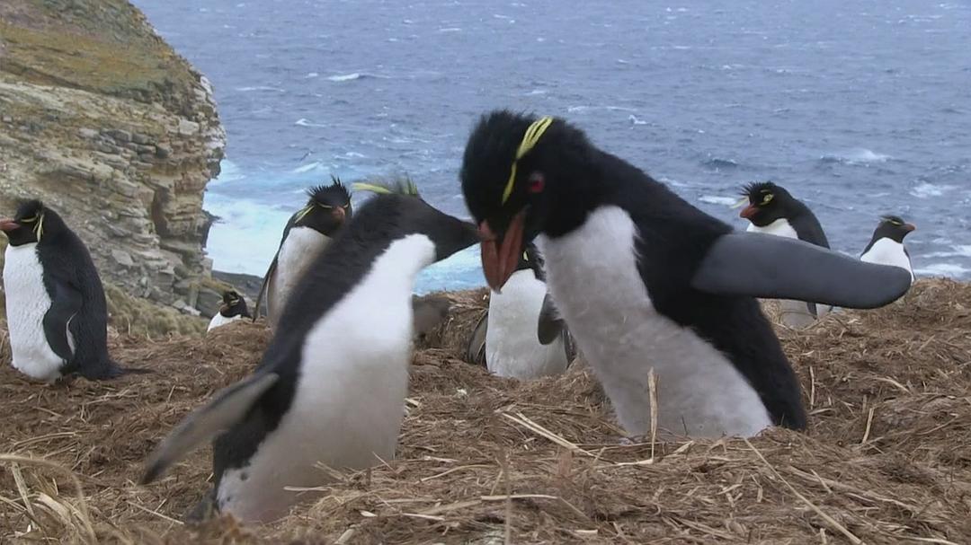 企鹅群里有特务 Penguins: Spy in the Huddle