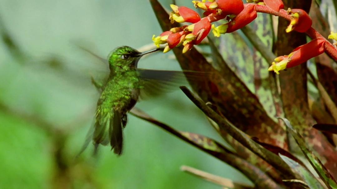 自然的运作 How Nature Works