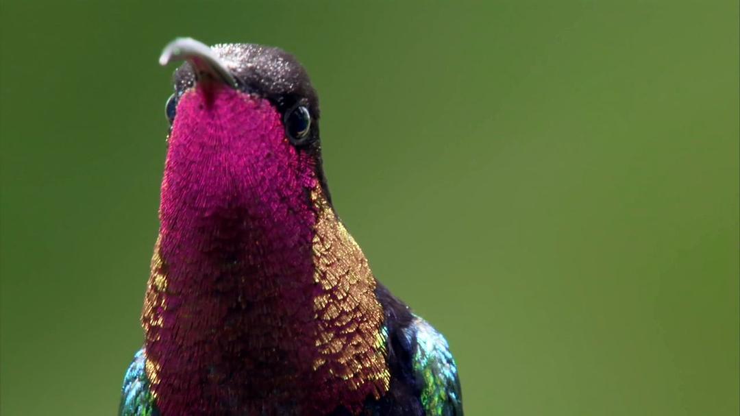 自然的运作 How Nature Works