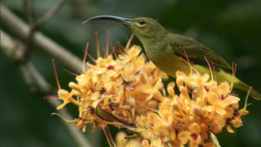 自然的运作 How Nature Works