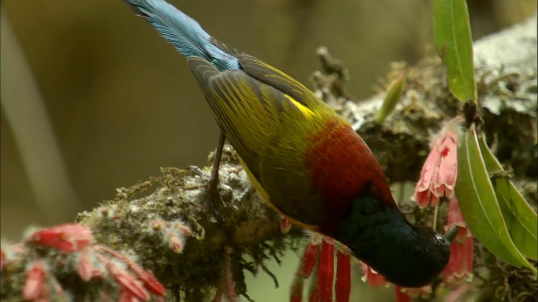 自然的运作 How Nature Works