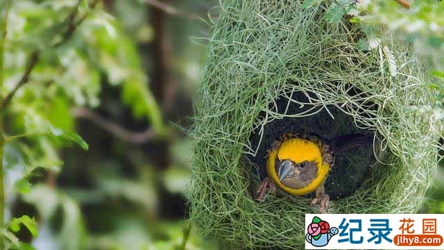 KBS自然生态纪录片《大自然的建筑师 Wildlife Architects》全3集 720P/1080i高清纪录片百度云下载