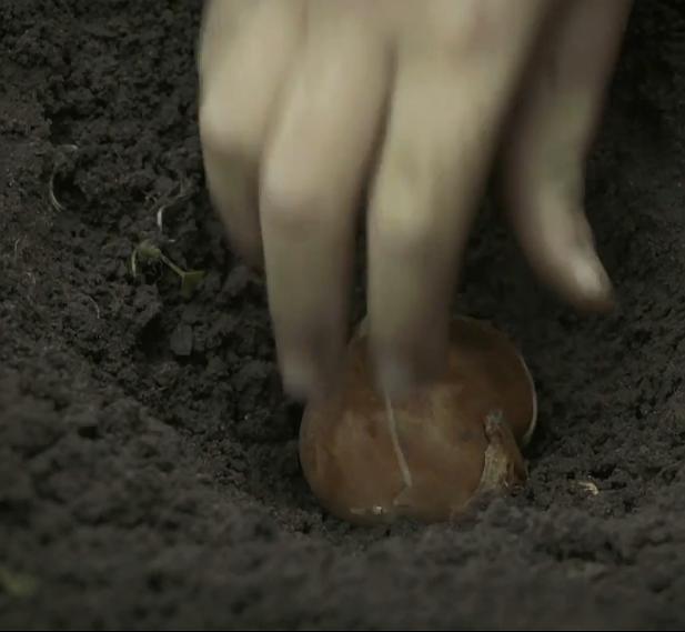 郁金香效应 Terra Mater: Der Tulpen-Crash