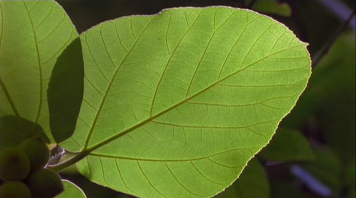 地球的故事 Earth Story