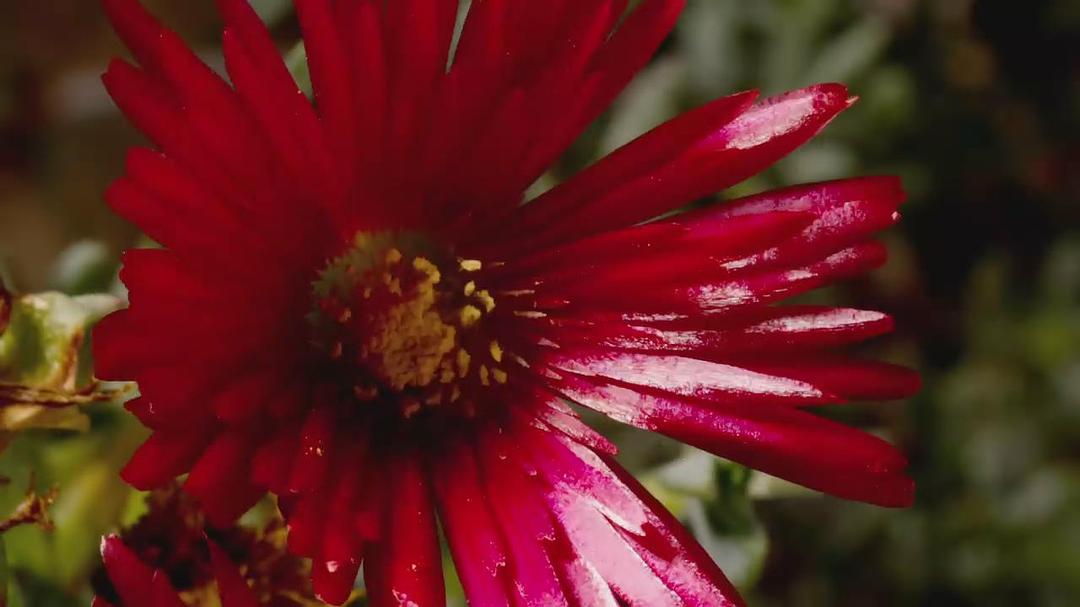 魔法王国 Enchanted Kingdom 3D