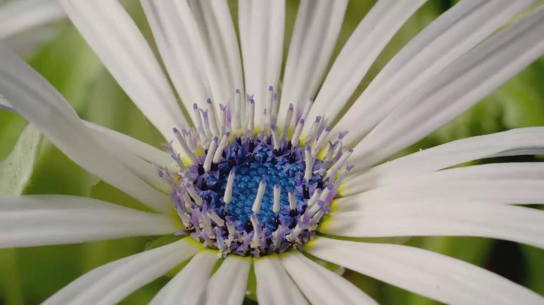 魔法王国 Enchanted Kingdom 3D