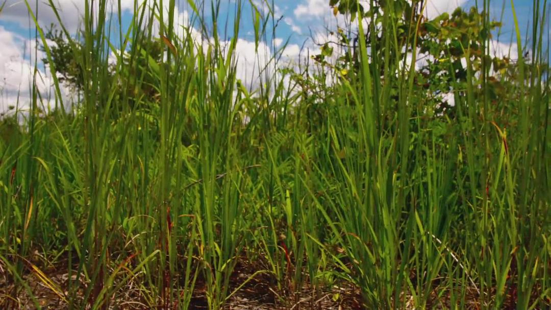 魔法王国 Enchanted Kingdom 3D