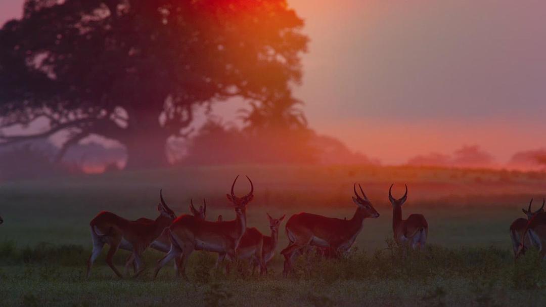 魔法王国 Enchanted Kingdom 3D