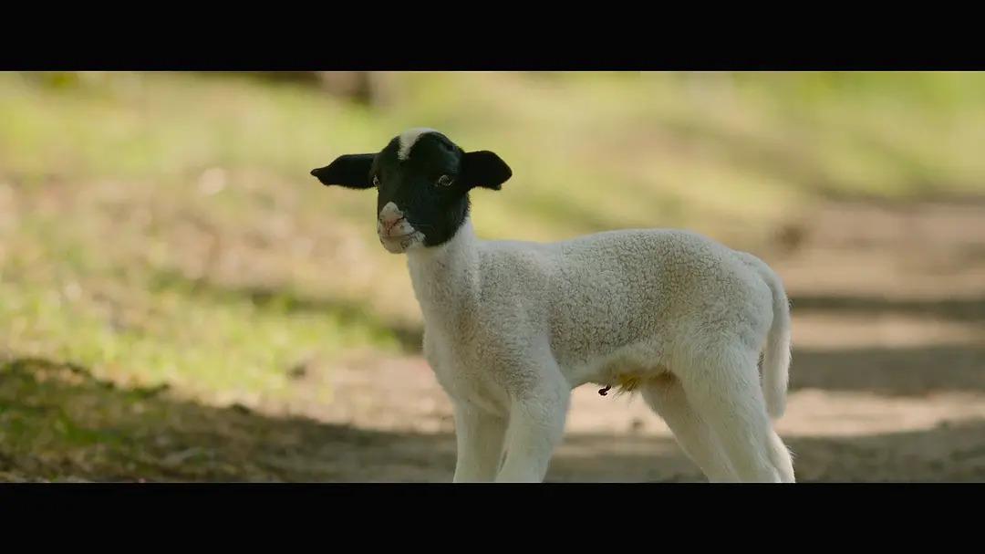 最大的小小农场：回归 The Biggest Little Farm: The Return