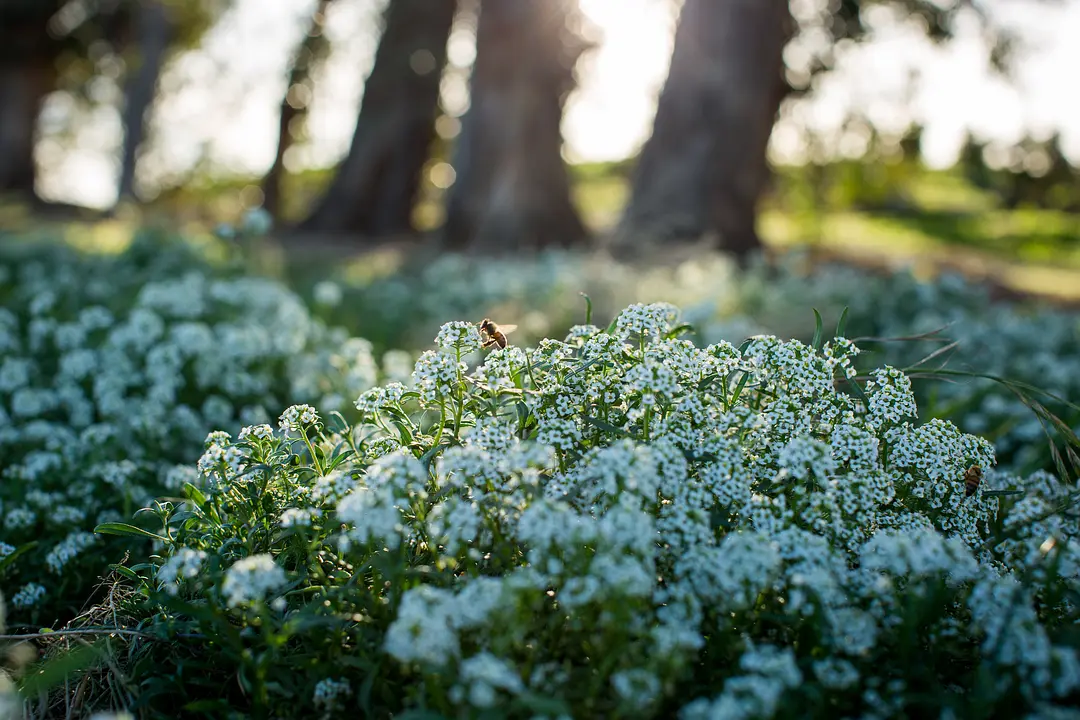 最大的小小农场：回归 The Biggest Little Farm: The Return