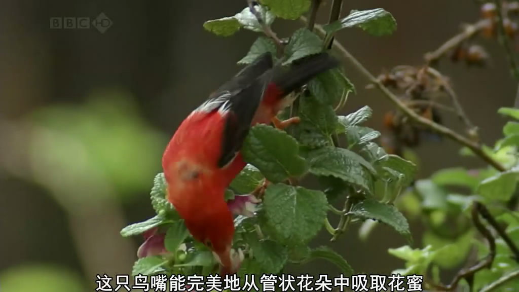 南太平洋 South Pacific