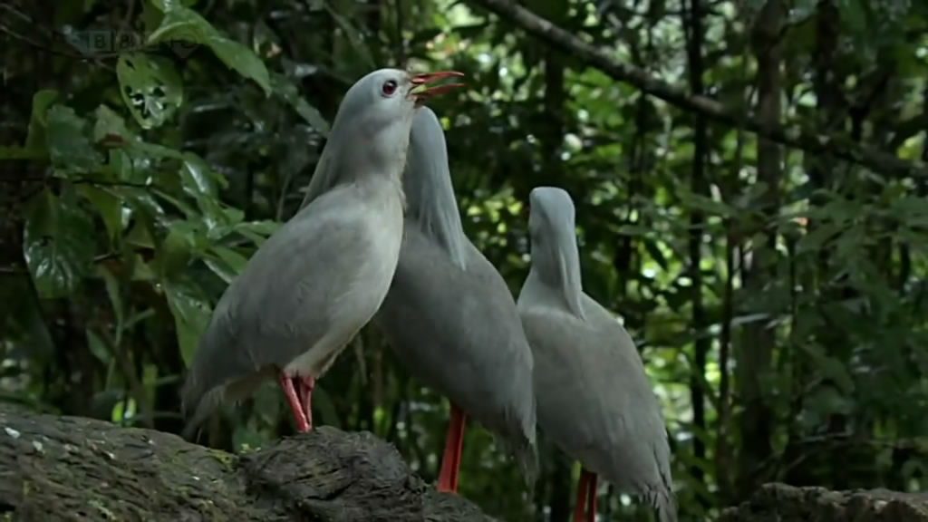 南太平洋 South Pacific