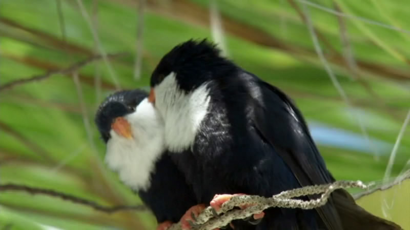 南太平洋 South Pacific