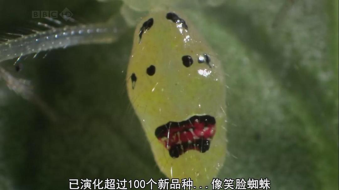 南太平洋 South Pacific