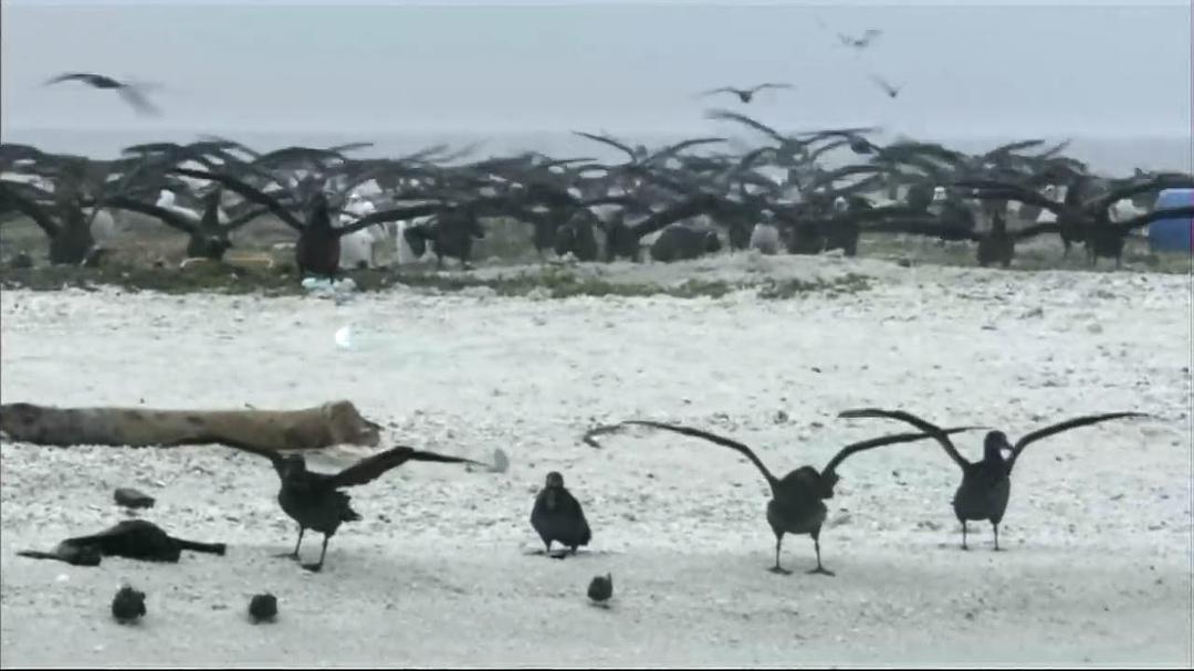 南太平洋 South Pacific