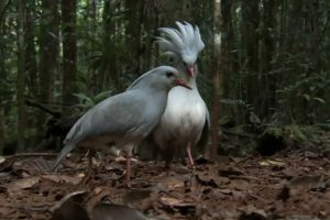 南太平洋 South Pacific