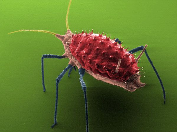 未知世界的秘密 Mysteries of the Unseen World