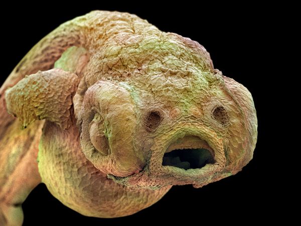 未知世界的秘密 Mysteries of the Unseen World