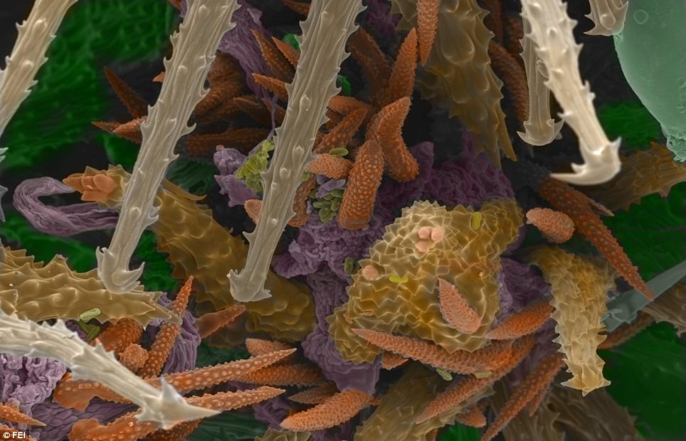 未知世界的秘密 Mysteries of the Unseen World