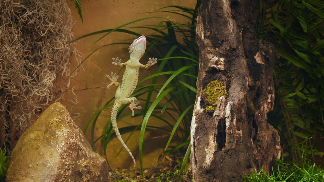 未知世界的秘密 Mysteries of the Unseen World