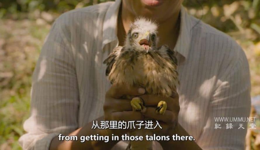 莉兹的狂野加勒比海 Liz Bonnin's Wild Caribbean