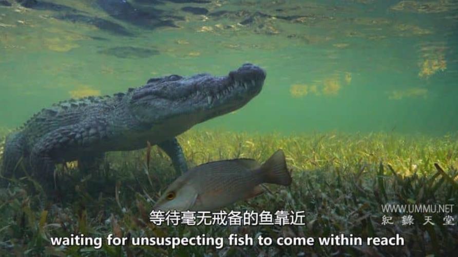 莉兹的狂野加勒比海 Liz Bonnin's Wild Caribbean