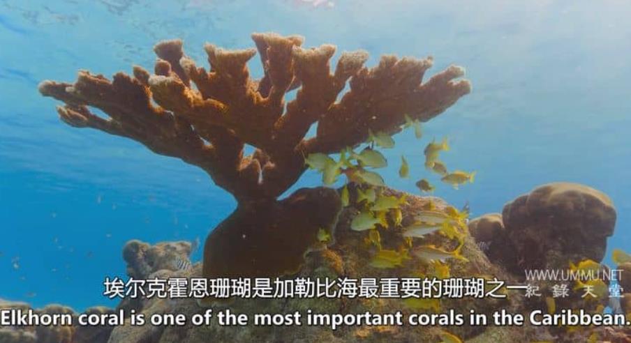 莉兹的狂野加勒比海 Liz Bonnin's Wild Caribbean