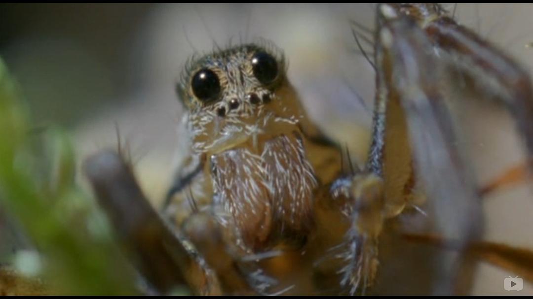 灌丛下的生命 Life in the Undergrowth