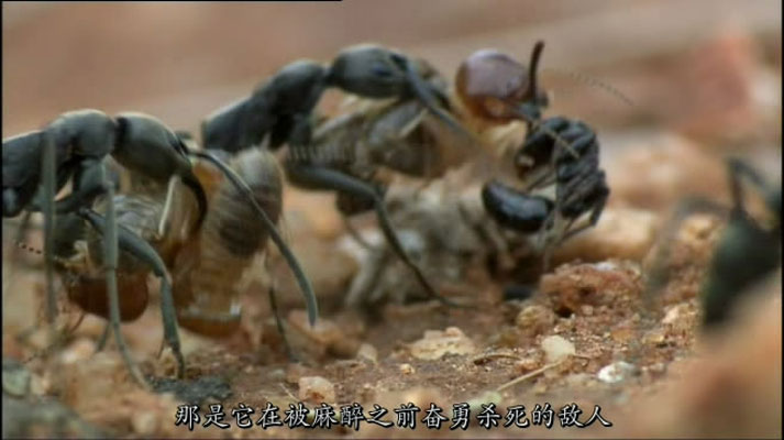 灌丛下的生命 Life in the Undergrowth