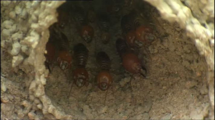 灌丛下的生命 Life in the Undergrowth