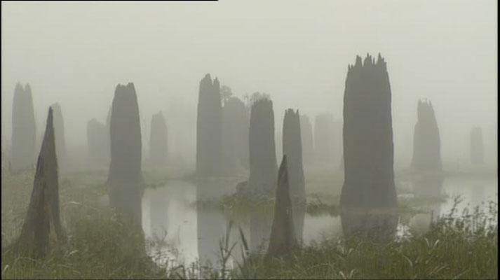 灌丛下的生命 Life in the Undergrowth