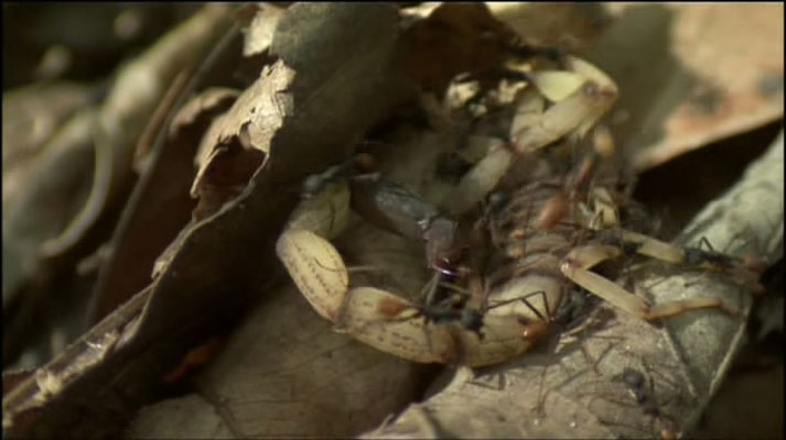 灌丛下的生命 Life in the Undergrowth