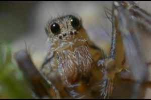 灌丛下的生命 Life in the Undergrowth