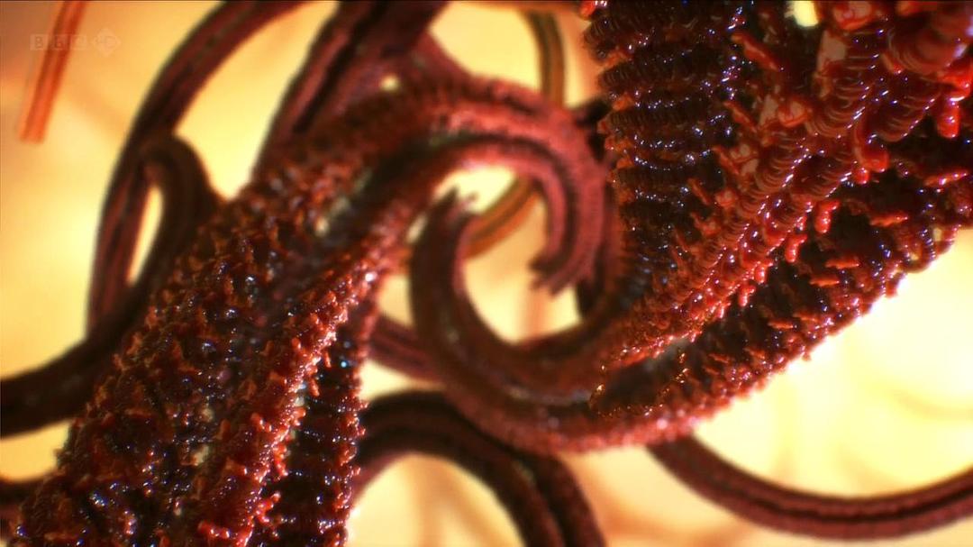 人体奥妙之细胞的暗战 Our Secret Universe: The Hidden Life of the Cell