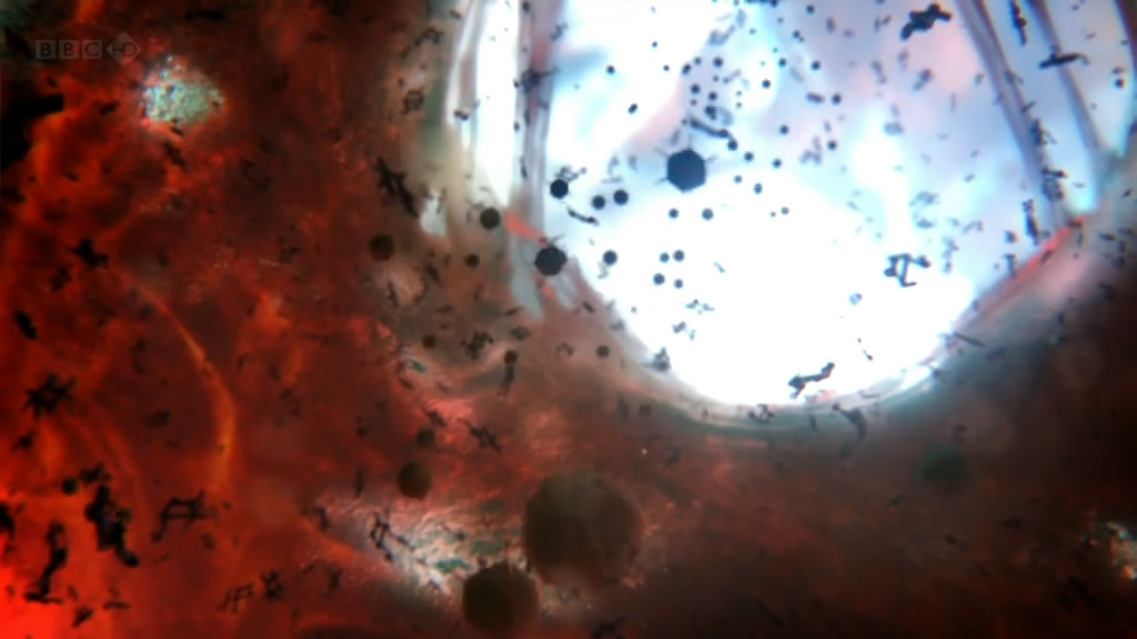 人体奥妙之细胞的暗战 Our Secret Universe: The Hidden Life of the Cell