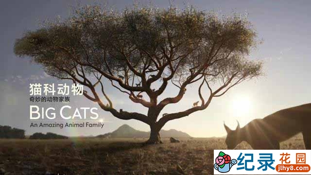 野生动物纪录片《猫科动物：奇妙的动物家族 Big CatsAn Amazing Animal Family》全2集 720P/1080i高清纪录片百度云下载