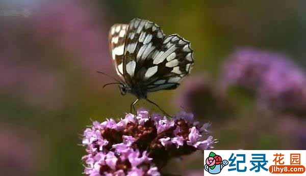 BBC自然生态纪录片《翩翩蝴蝶—英国式迷恋 Butterflies: A Very British Obsession》全1集 标清纪录片百度云