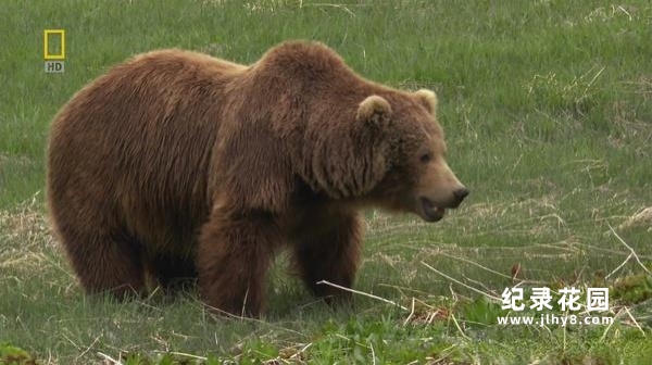 国家地理自然生态纪录片《野性俄罗斯 Wild Russia》全6集 720P/1080i高清纪录片百度云