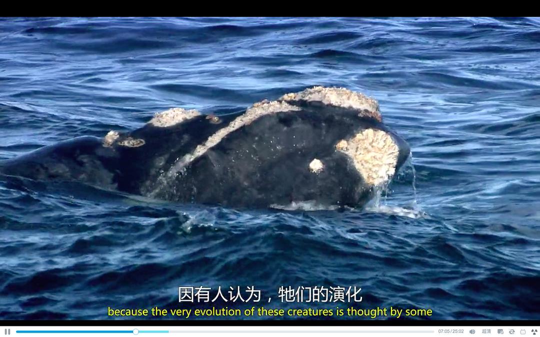 大陆的崛起 Rise of the Continents